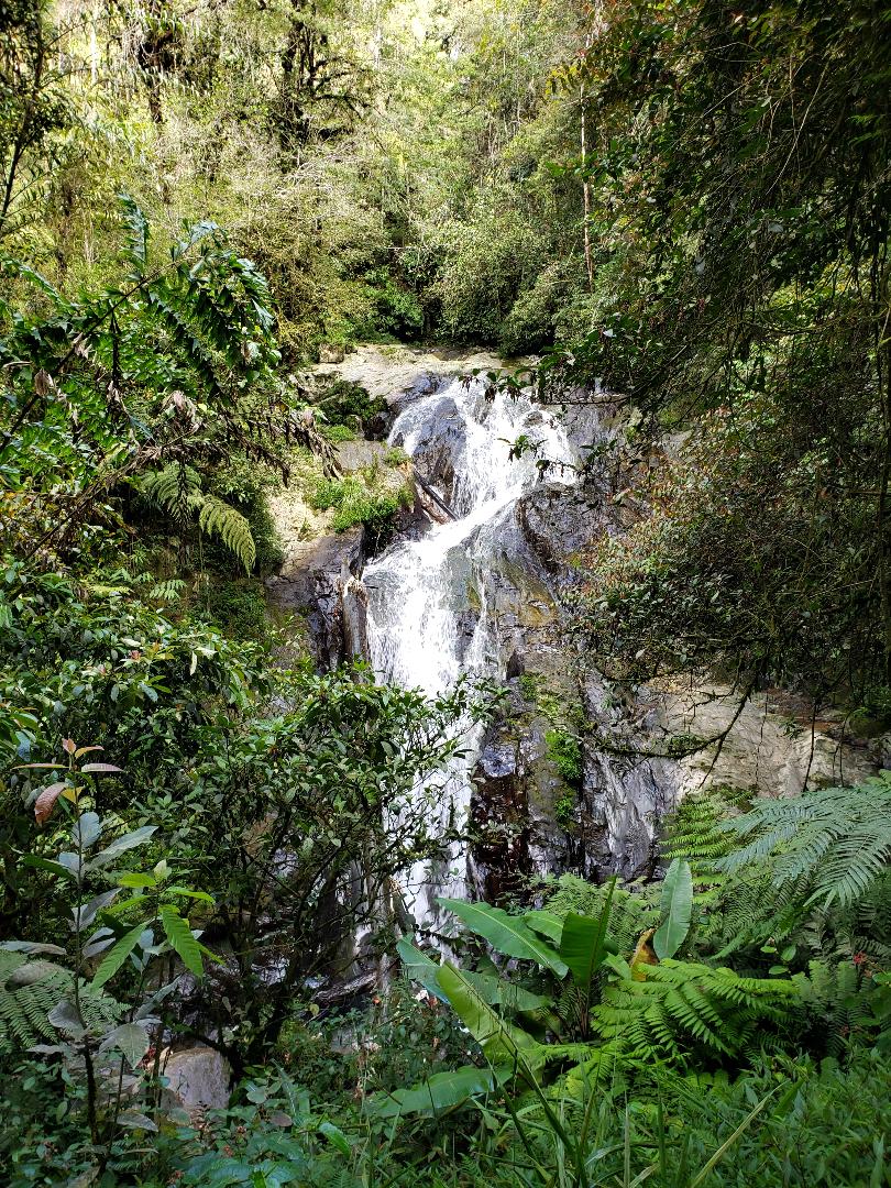 Guide To The Best Hiking In The Cameron Highlands - Voyage Scribe