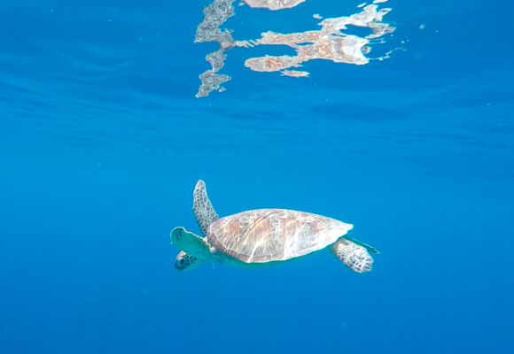 Facing Fear & Practicing Patience: Gili T turtle snorkeling