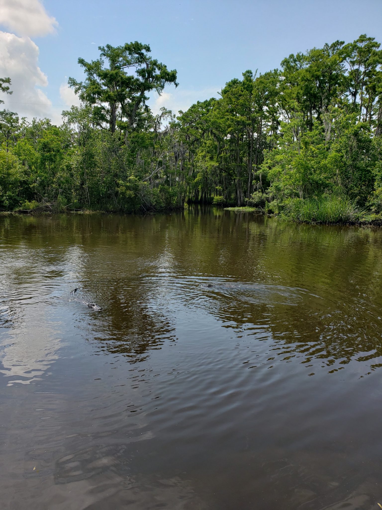 Day Trips from New Orleans Without a Car - Voyage Scribe