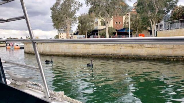 Black swans in canal on Mandurah cruise