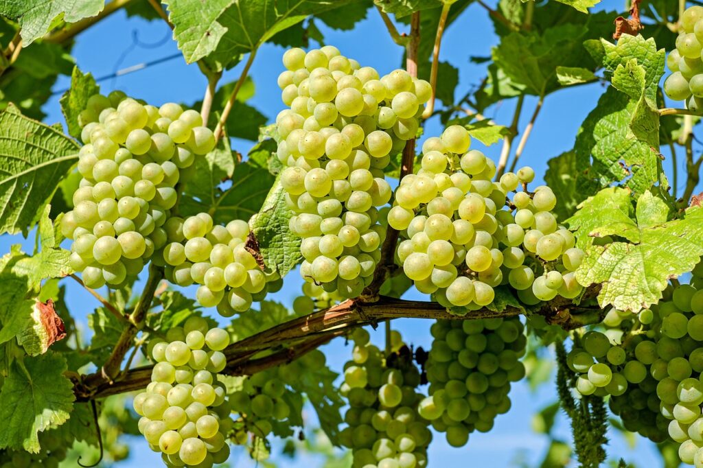 Grapes in winery