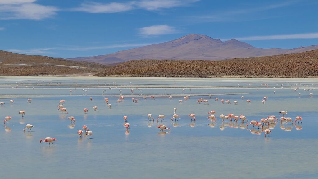 Flamingos in lagoon on 3 day Uyuni tour in Bolivia